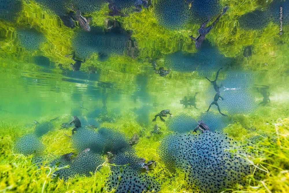 Manuel-Plaickner---Wildlife-Photographer-of-the-Year