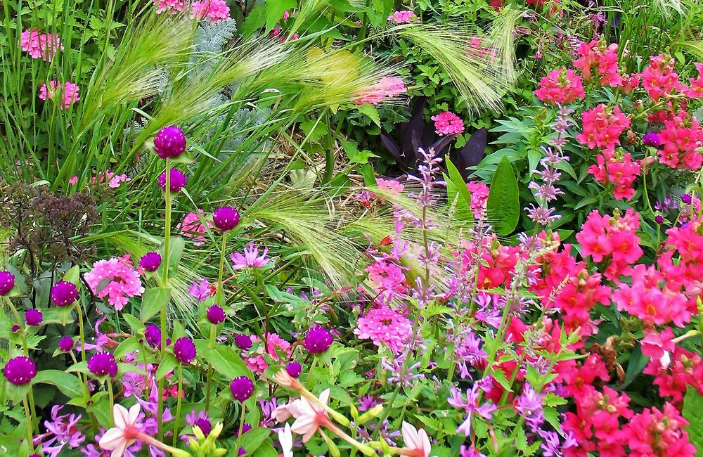 Marans Fleurs Villages