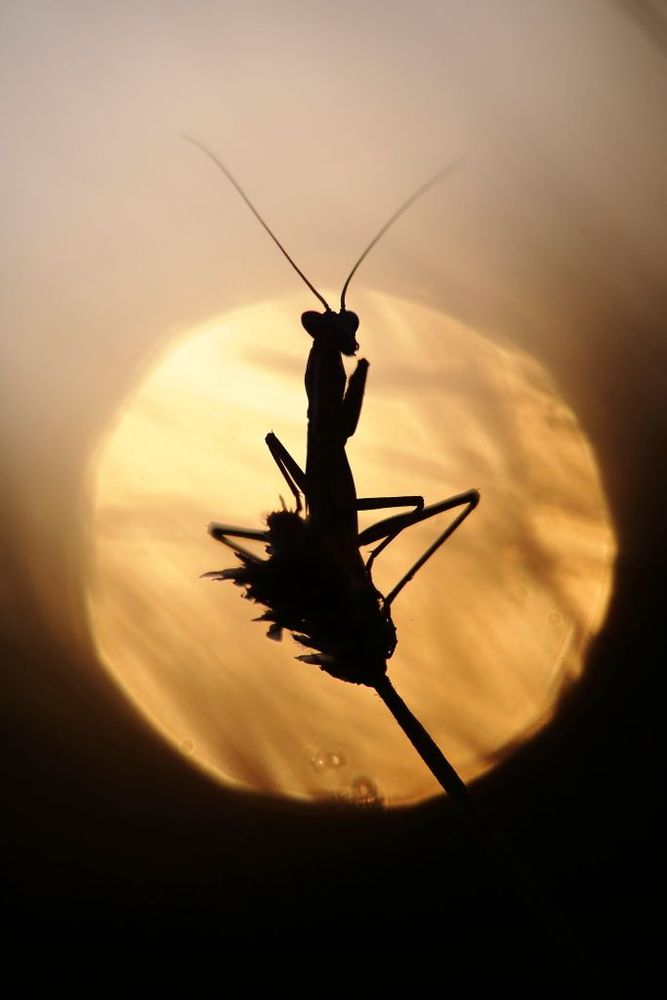 Insecte empuse