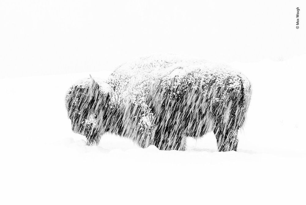 Max-Waugh---Wildlife-Photographer-of-the-Year