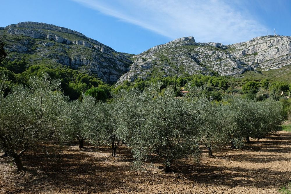 Mont du Marseillais