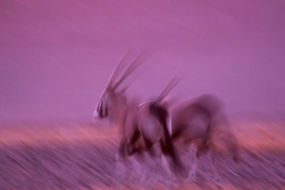 Namibie oryx