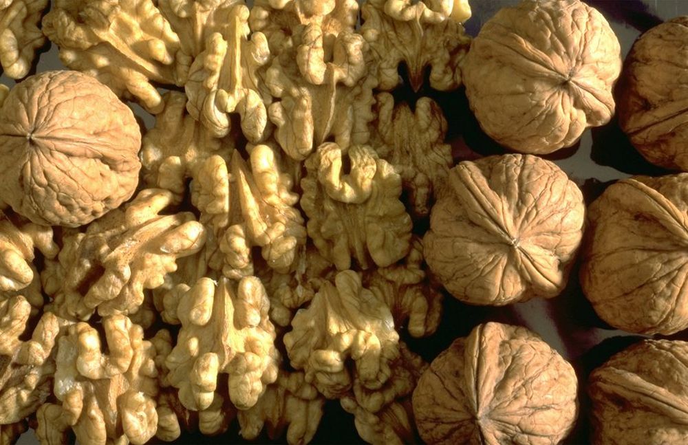 Noix Périgord Gastronomie