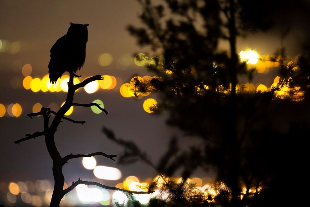 Grand-duc nuit