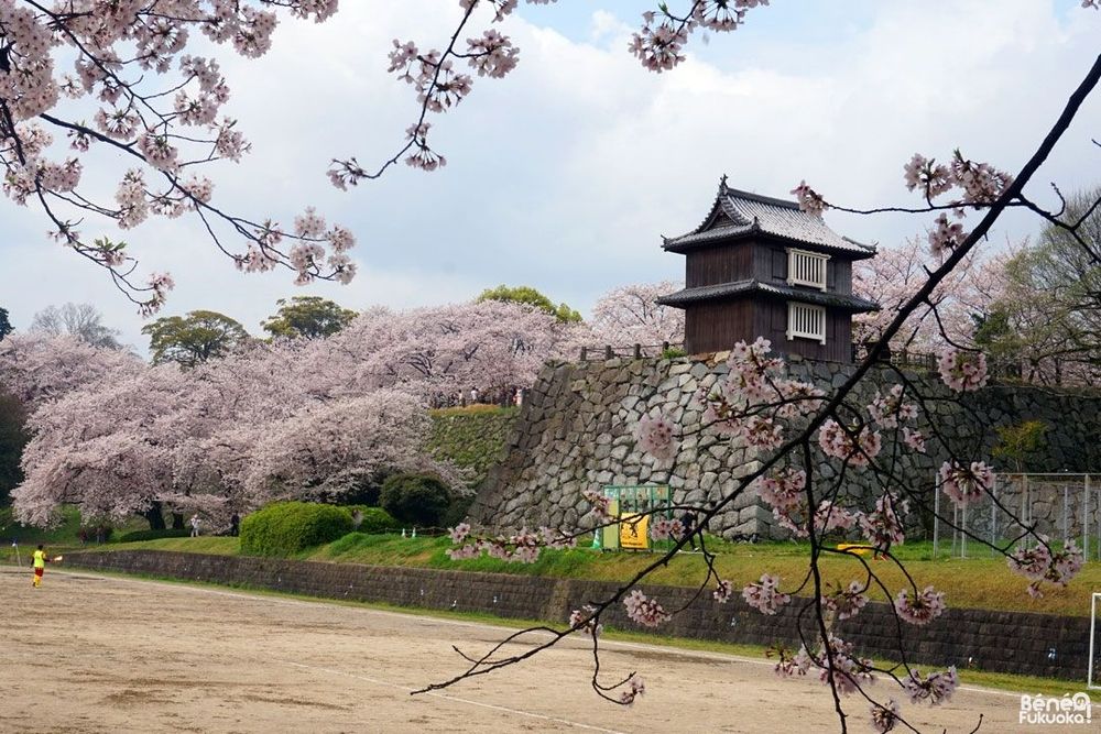 Parc Maizuru sous les cerisiers