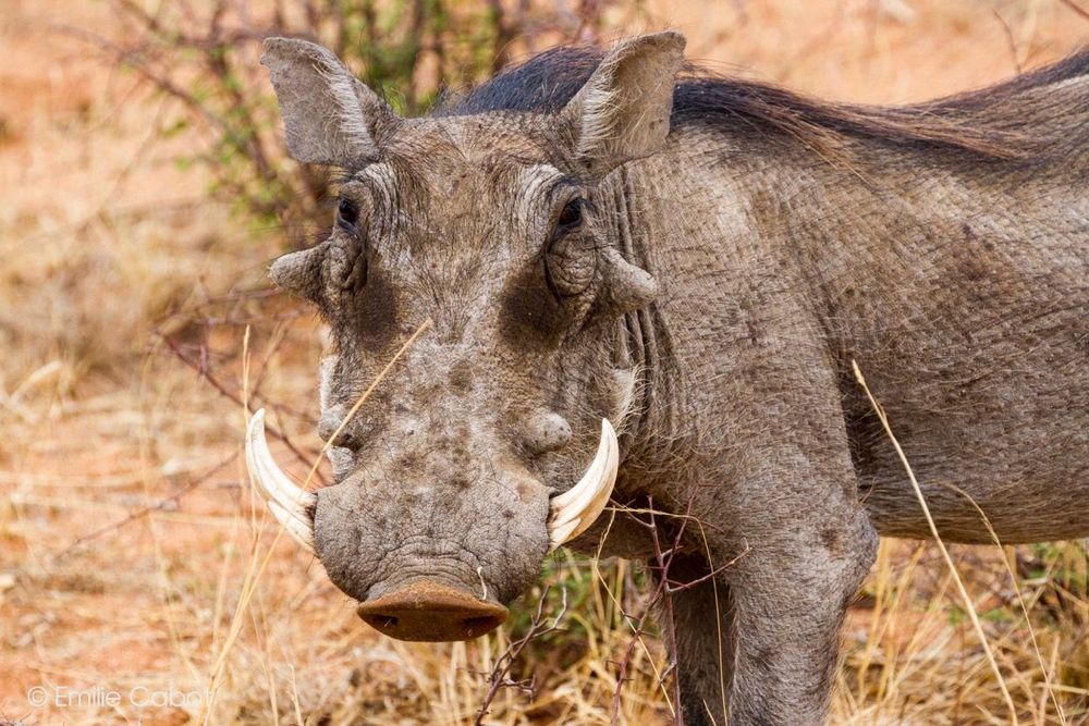 Namibie Phacochère