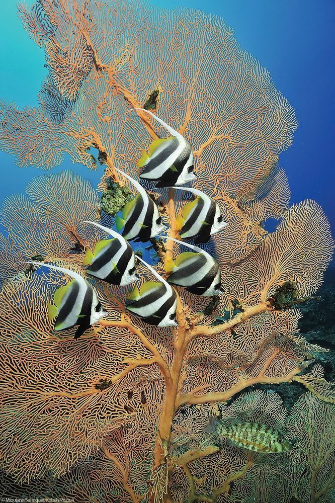 Poisson cocher, Océan Indien