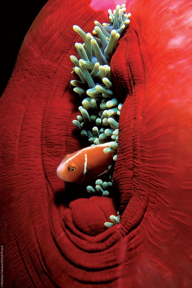 Poisson clown à l’abri dans une anémone, Archipel de Palawan, Philippines
