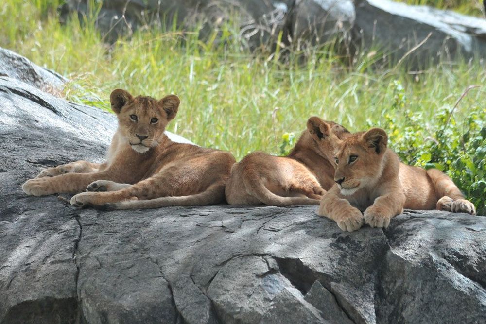 Lionceaux
