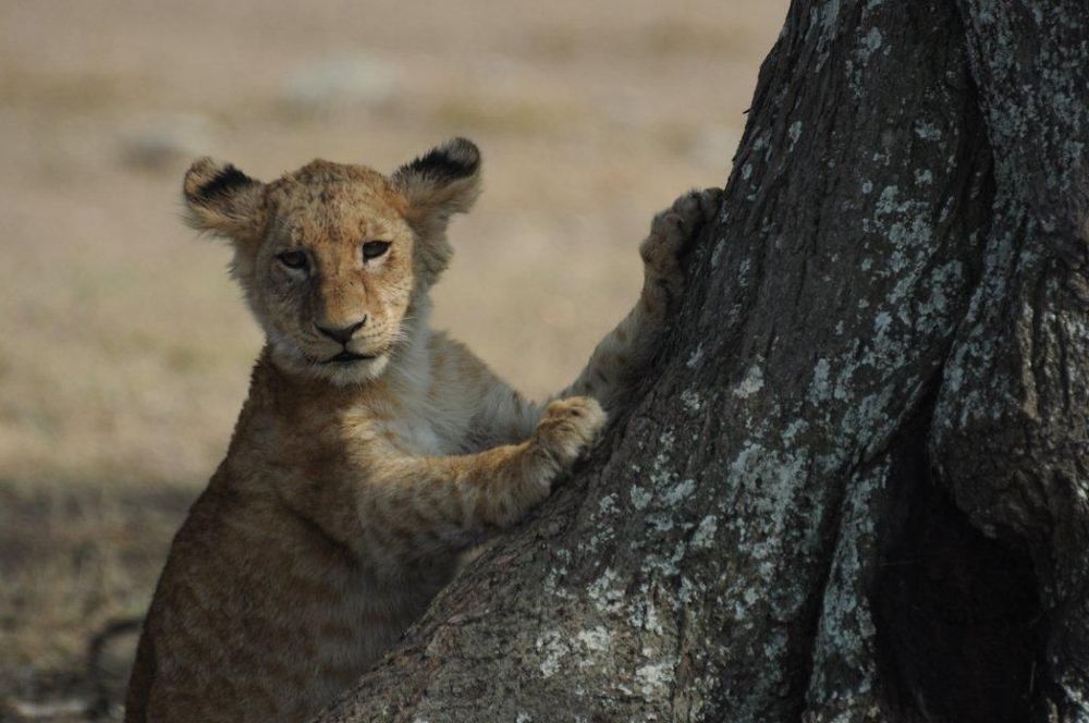 Lionceau