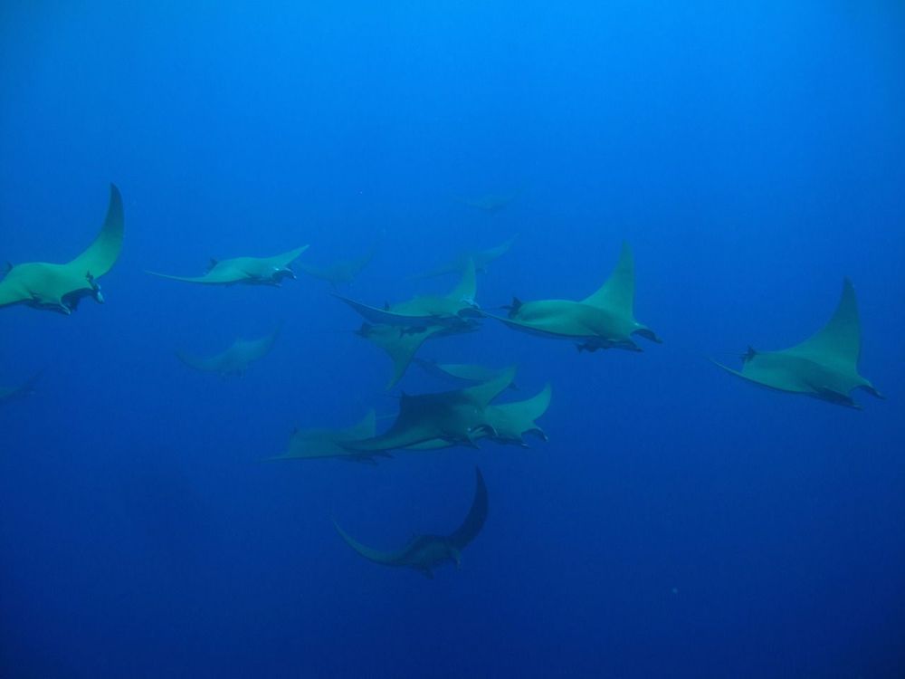 Le voyage de Maupiti en Atlantique