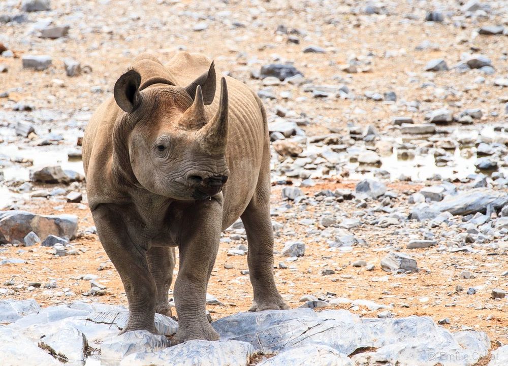 Namibie Rhinocéros