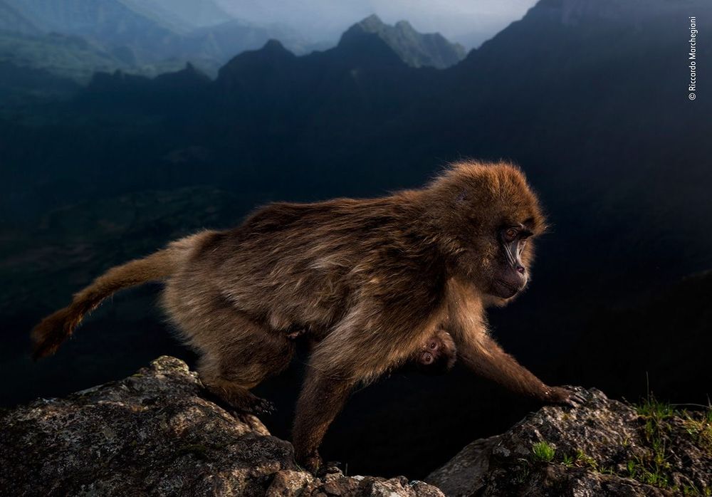 Riccardo-Marchegiani---Wildlife-Photographer-of-the-Year