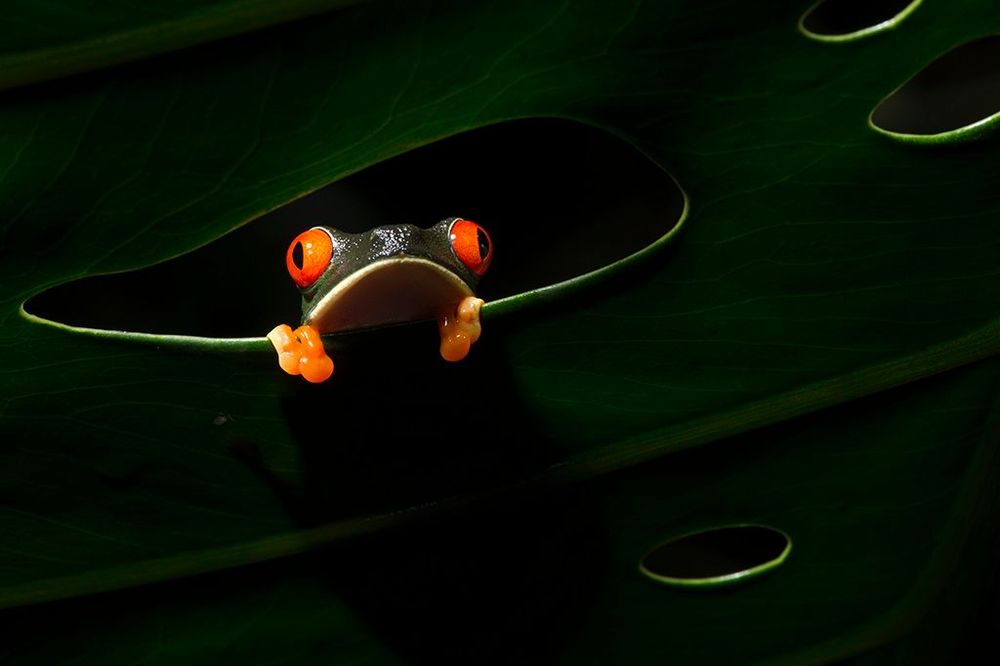 Costa Rica Grenouille