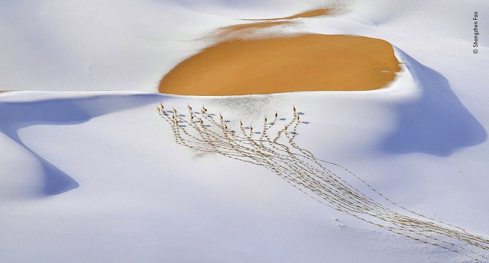 Shangzhen-Fan---Wildlife-Photographer-of-the-Year