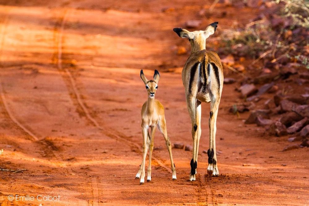 Namibie springbok