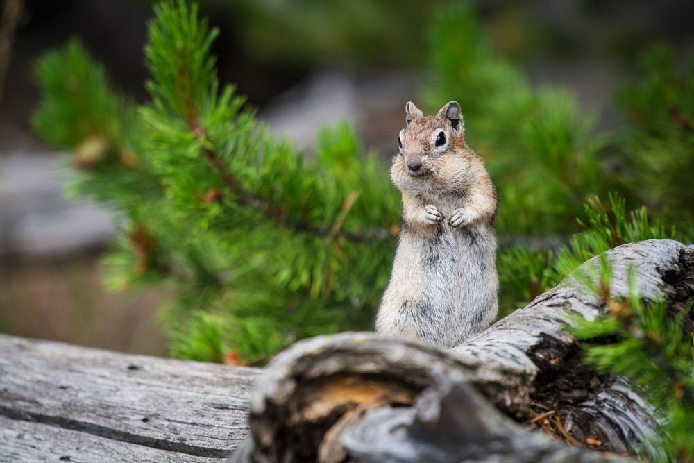 Wyoming Yellowstone Ecureuil