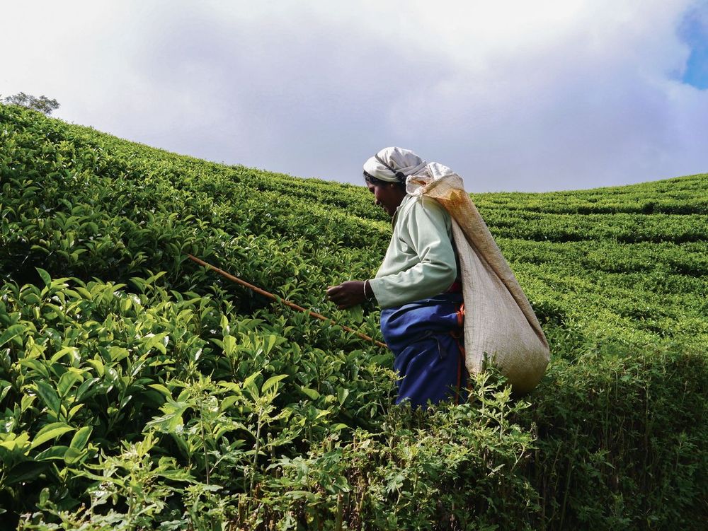 Sri Lanka - Nuwara Eliya