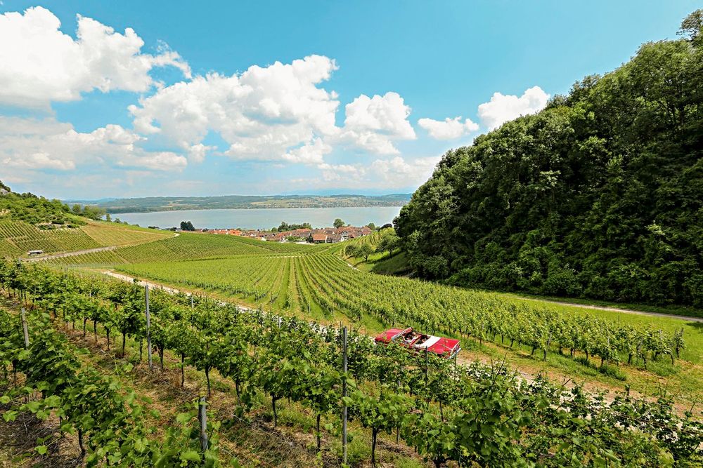 Suisse Vully Vignes