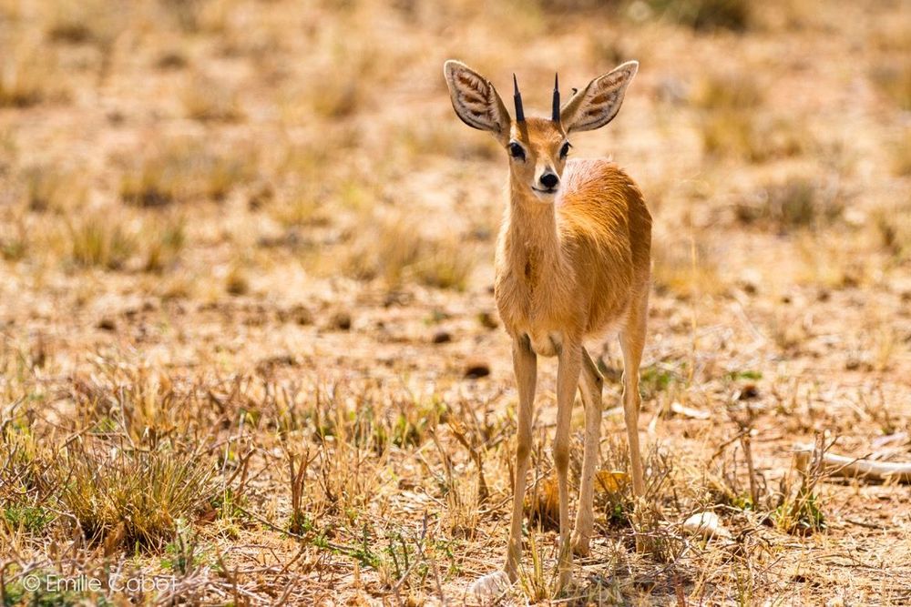 Namibie steenbok
