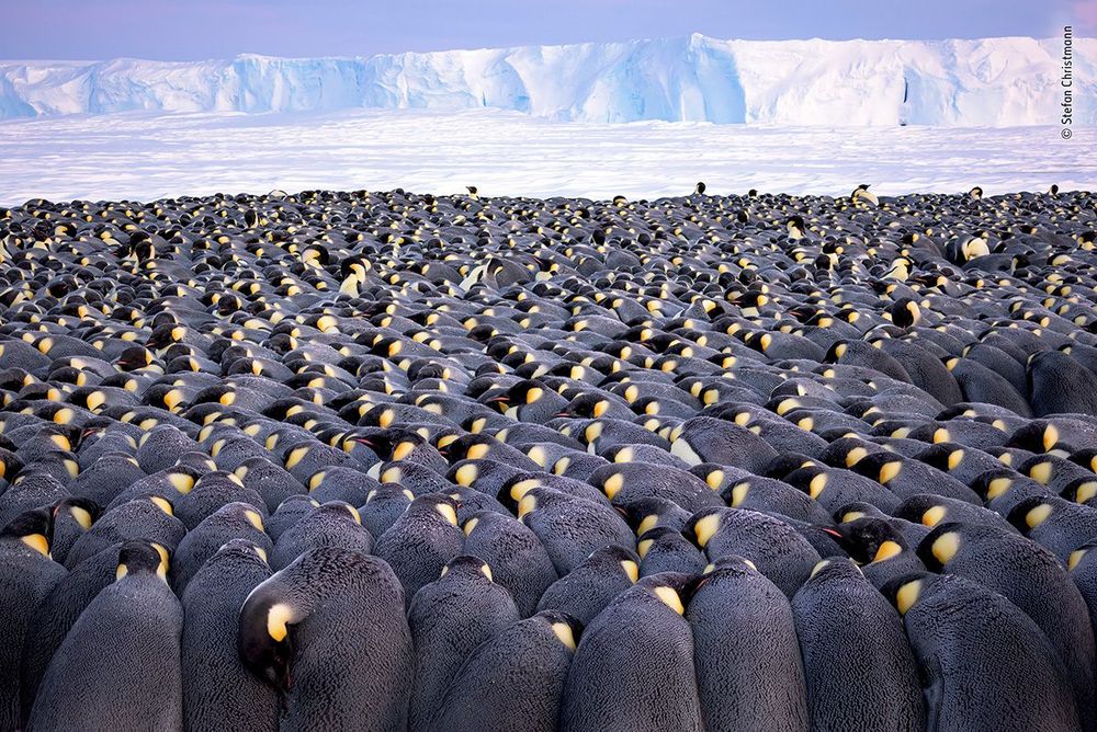 Stefan-Christmann---Wildlife-Photographer-of-the-Year