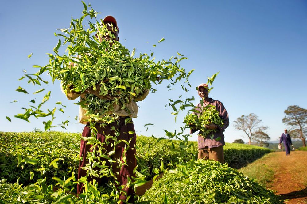Kenya Cueillette du thé