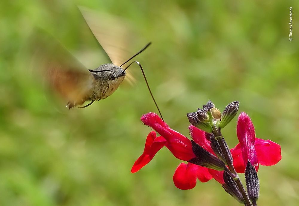 Thomas-Easterbrook---Wildlife-Photographer-of-the-Year