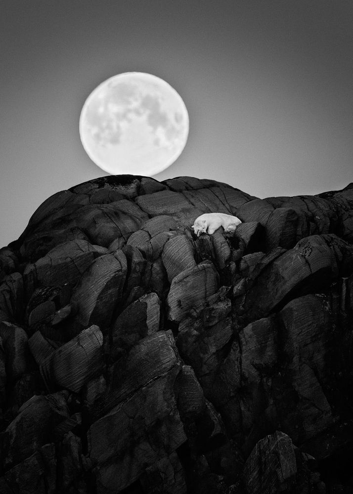 Sieste d’un ours polaire sous la lune, Svalbard, Norvège