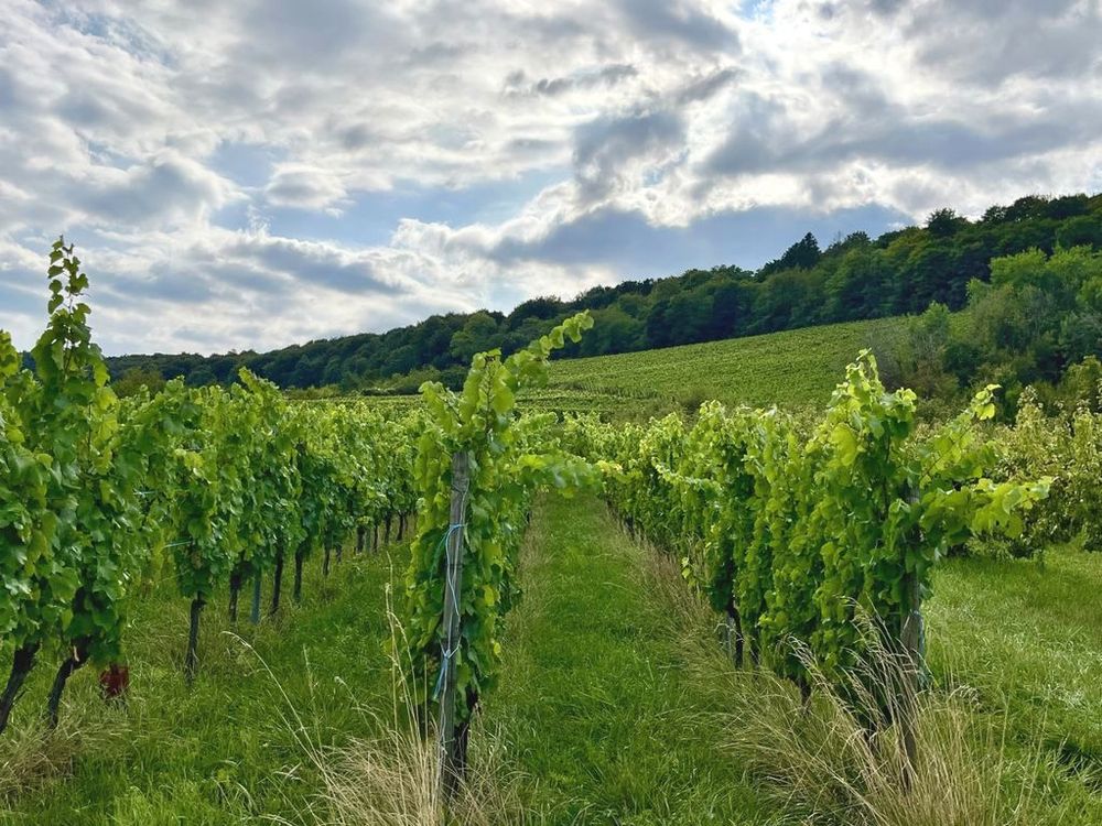 Vignes - Côtes de Meuse