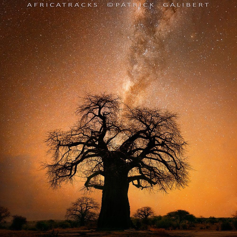 Botswana Baobab et voie lactée
