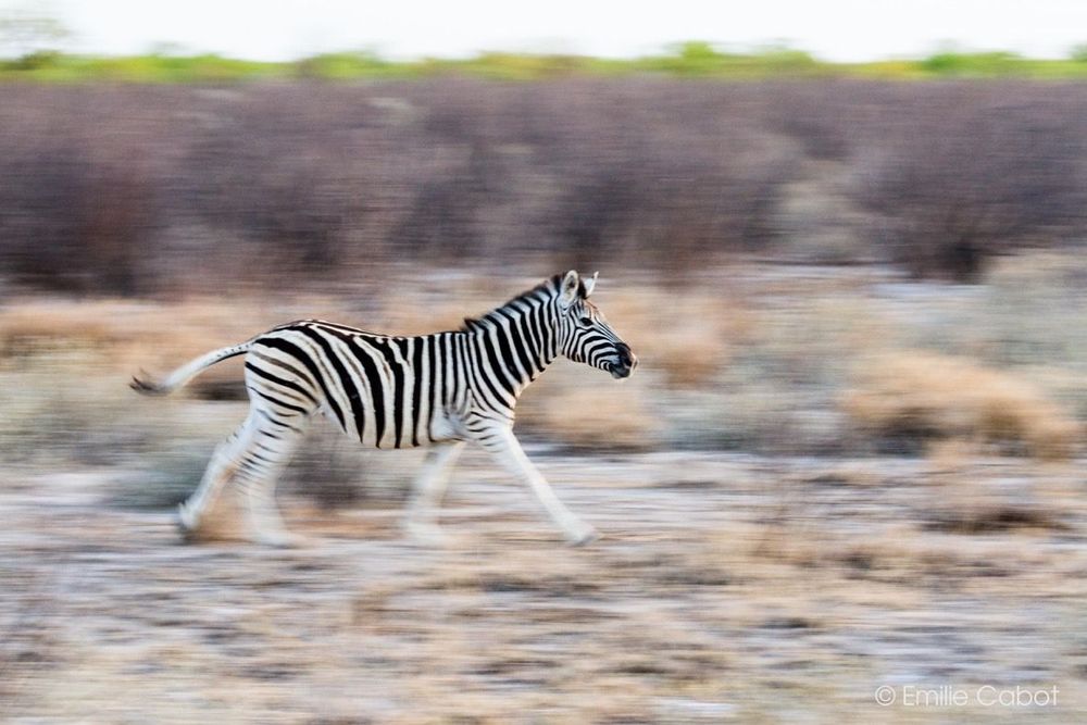 Namibie zèbre