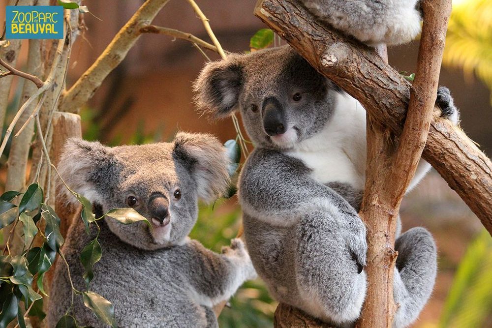 Zoo Beauval Loire
