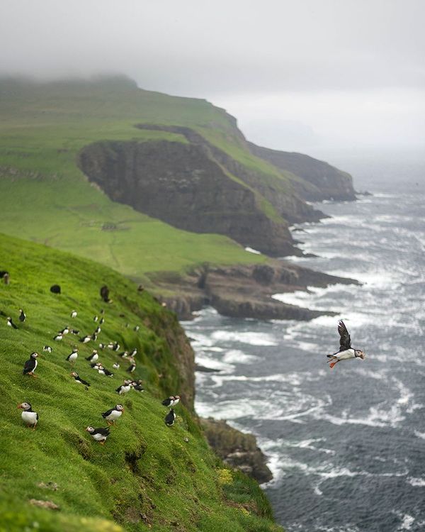 Îles Féroé Mykines Macareux