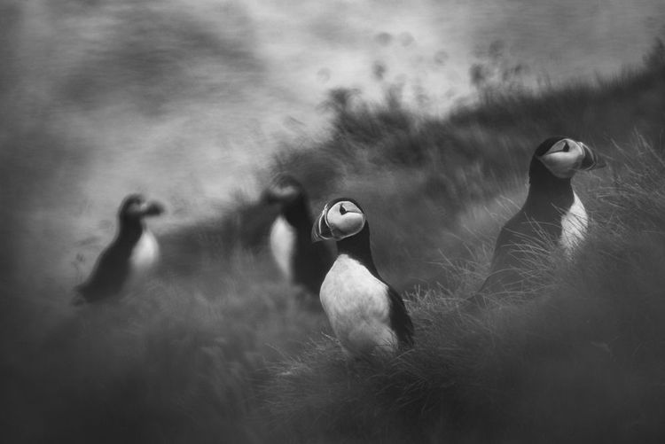 Islande