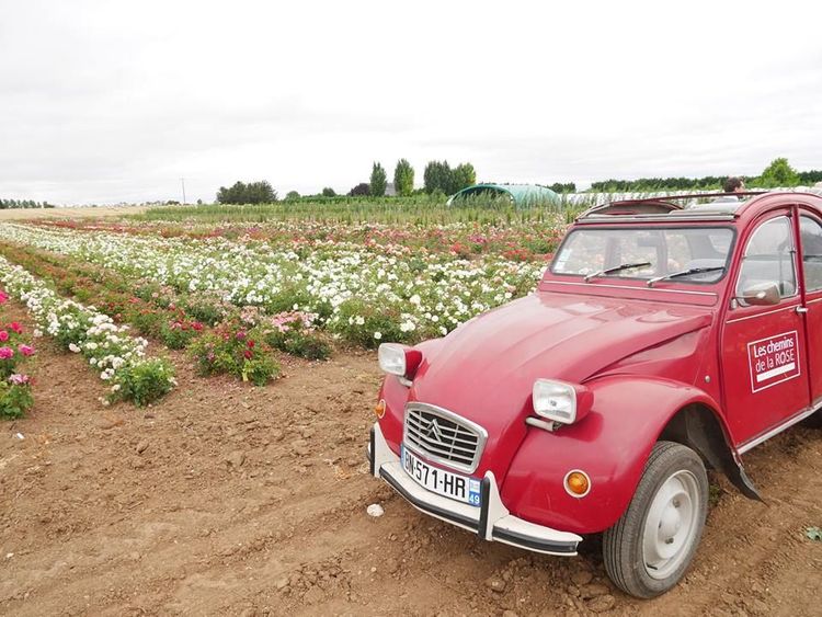Roseraie Les Chemins de la Rose
