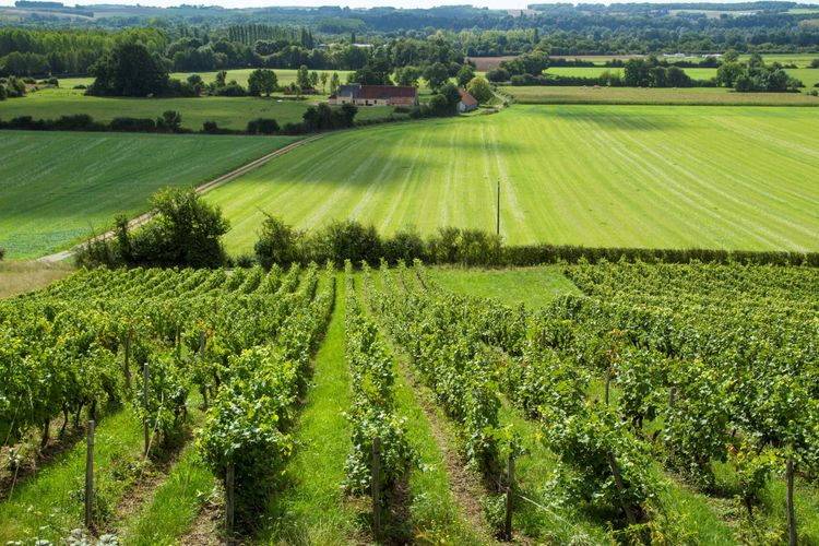Une route des vins dans la vallée du Loir