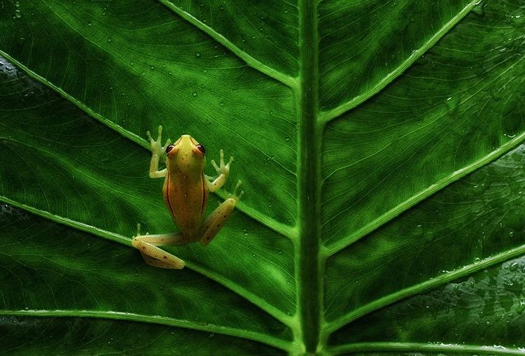 Grenouille