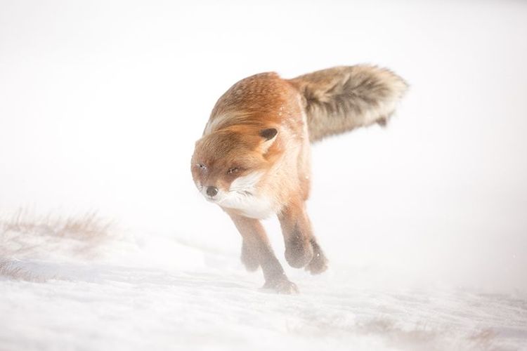Renard