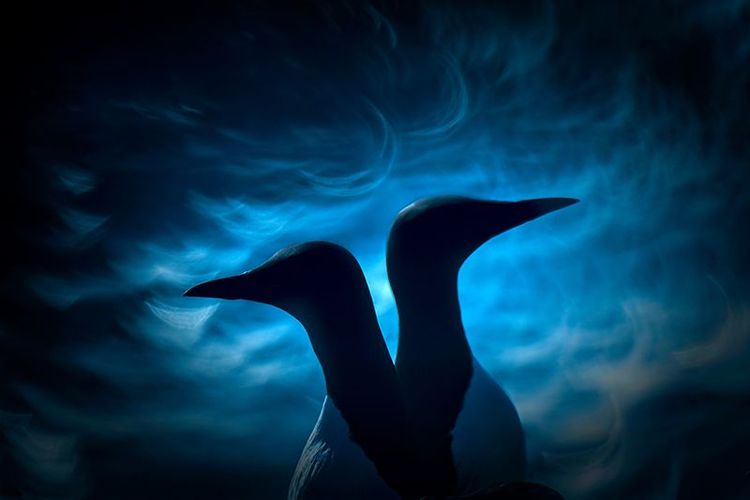 Oiseaux
