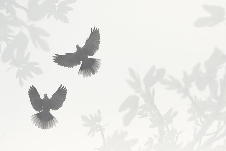 Oiseaux