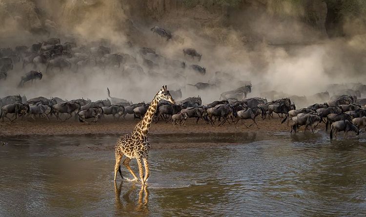 Girafe et gnous