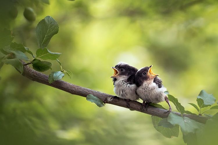 Oiseaux