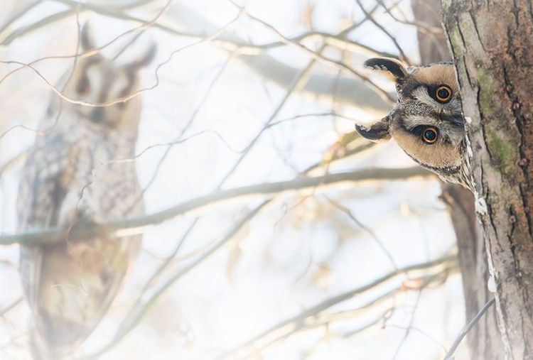 Hibou
