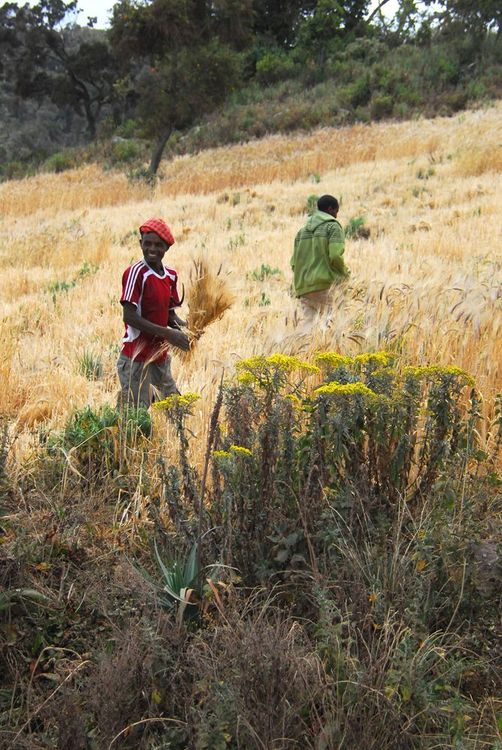 Ethiopie Parc de Balé