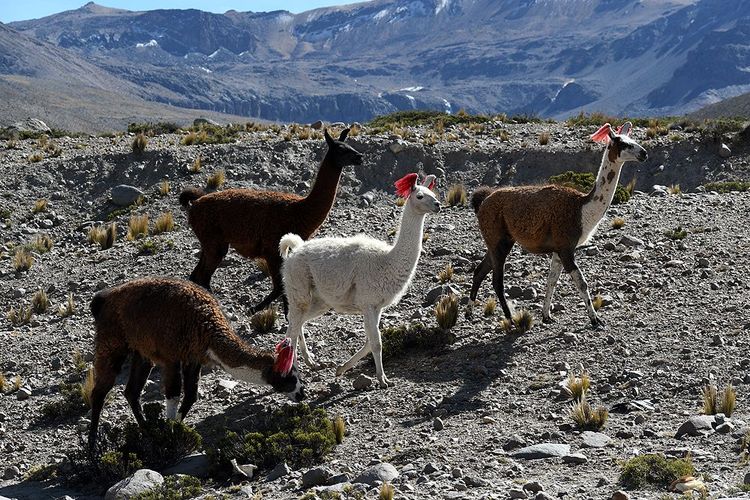 Pérou Réserve nationale Salinas y Aguada Blanca Lamas