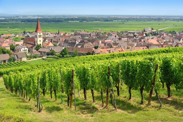 Alsace : randonnées dans le Haut-Rhin