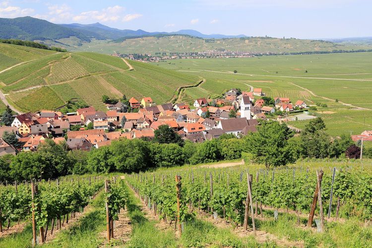 Alsace : expériences insolites sur la Route des Vins