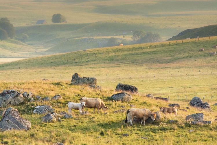 En Aveyron, sur la route de l’Aubrac