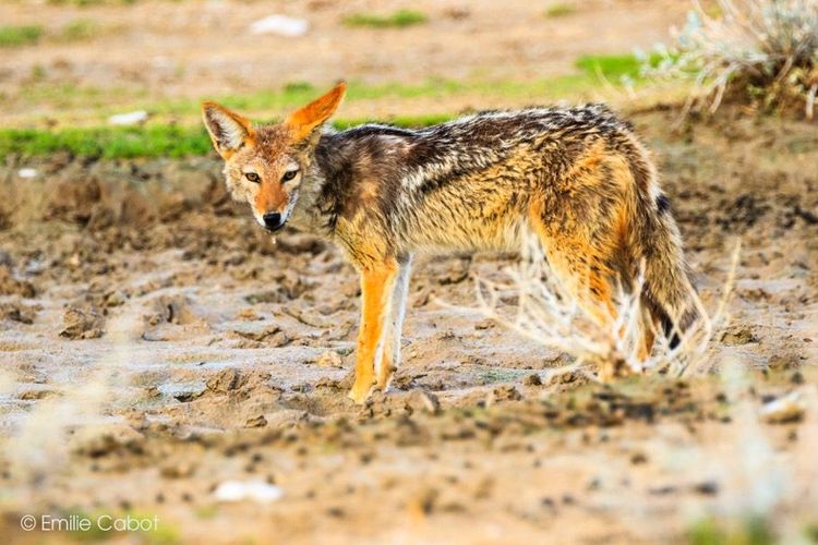 Namibie chacal