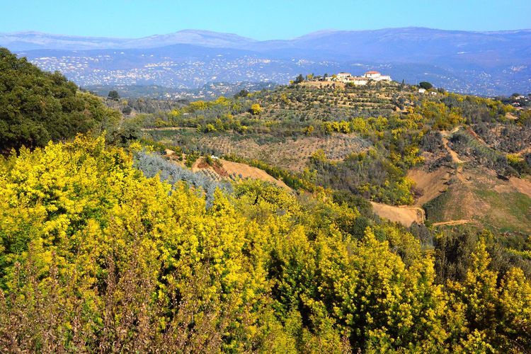 Mandelieu-la-Napoule et le Tanneron, au pays du mimosa